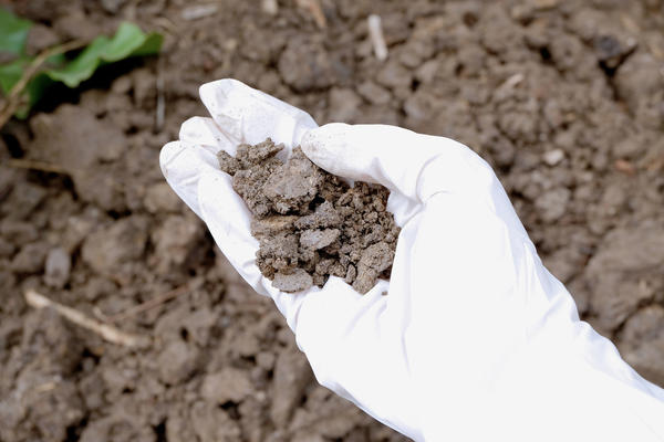 Чаще всего проблема в том, что почва на вашем участке не подходит конкретным растениям