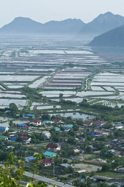Пышные зеленые рисовые поля — стоковое фото