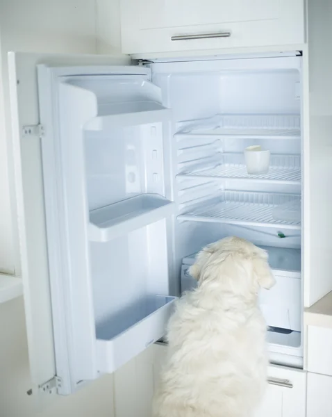 Собака, ищущая еду в холодильнике — стоковое фото