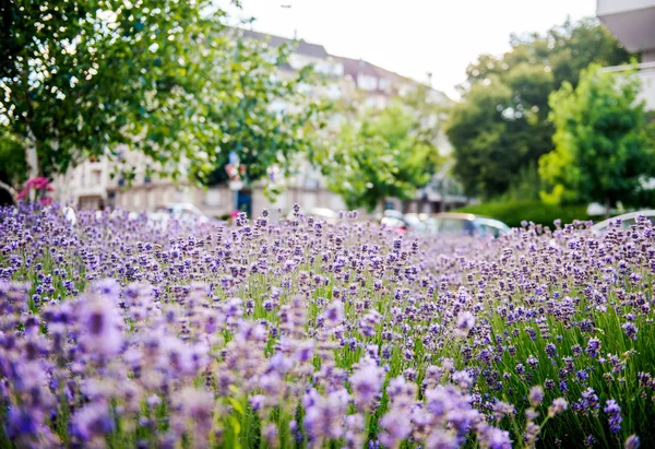 Lavender field seen in the city — стоковое фото