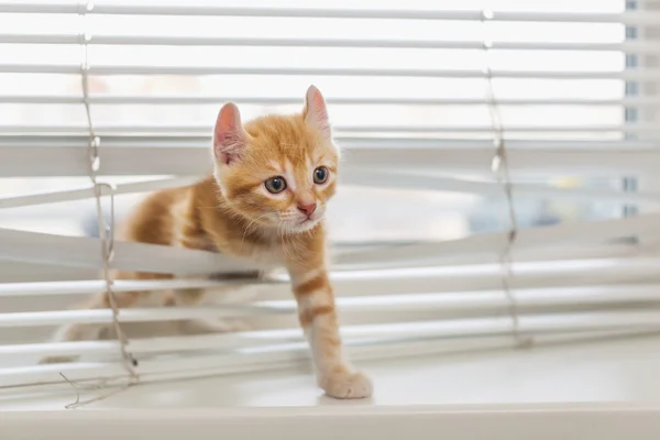 Рыжий котенок, запутался в шторки окна — стоковое фото