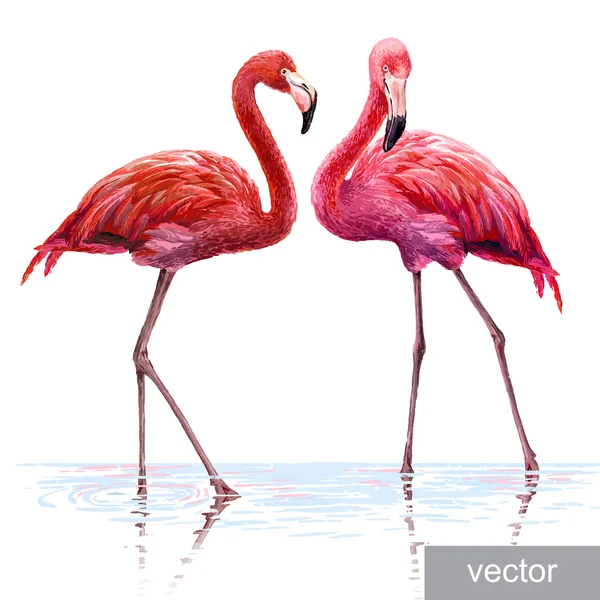 Красочные розовый фламинго — стоковый вектор