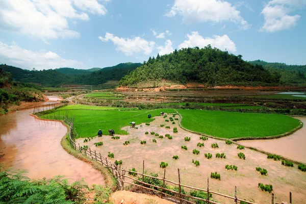 Рисовые поля террасами му Cang чай, Yenbai, Вьетнам. Рисовые поля подготовить урожай на северо-западе Vietnam.Vietnam пейзажи — стоковое фото