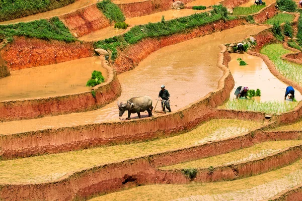 Mucangchai, Вьетнам 19 мая: Фермер плуги рисовое поле 14 мая 2012 г. в Mucangchai. Хотя рост и успех своей туристической отрасли экономики Вьетнама по-прежнему преимущественно сельскохозяйственной — стоковое фото