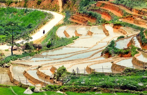 Рисовые поля и воды на террасных му Cang чай, Yenbai, Вьетнам. Вьетнам пейзажи — стоковое фото