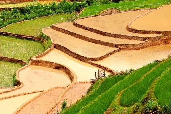Рисовые поля и воды на террасных му Cang чай, Yenbai, Вьетнам. Вьетнам пейзажи — стоковое фото