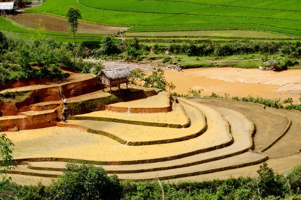 Рисовые поля и воды на террасных му Cang чай, Yenbai, Вьетнам — стоковое фото