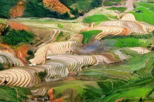 Рисовые поля террасами и воды му Cang чай, Yenbai, Вьетнам. Рисовые поля подготовить урожай на северо-западе Vietnam.Vietnam пейзажи — стоковое фото