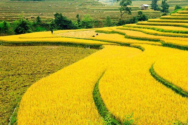 Рисовые поля террасами му Cang чай, Yenbai, Вьетнам. Рисовые поля подготовить урожай на северо-западе Vietnam.Vietnam пейзажи — стоковое фото