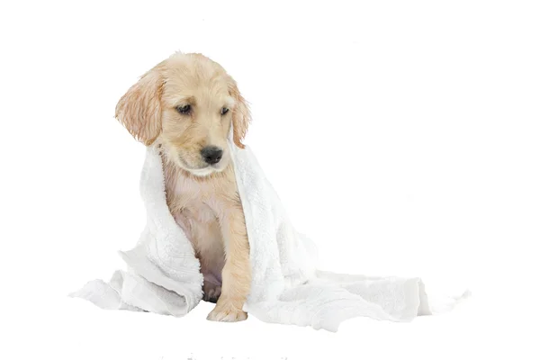 Золотой ретривер щенка и полотенце — стоковое фото