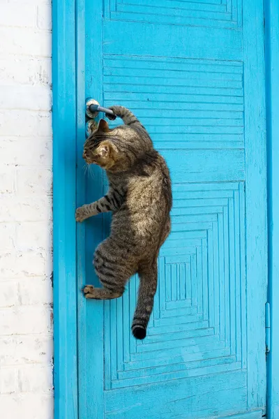 Кот открывает двери — стоковое фото