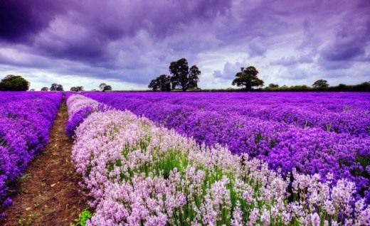 lavanda